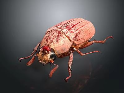 Close Up View Of Pink Striped Beetle With Detailed Features On Dark Background 3d model