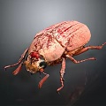 Close Up View Of Pink Striped Beetle With Detailed Features On Dark Background