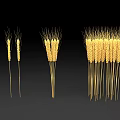 Bunches Of Golden Wheat Stalks On Black Background For Decoration
