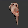 Human Ear Anatomy 3D Model Showing Internal Structures And Detailed Medical View