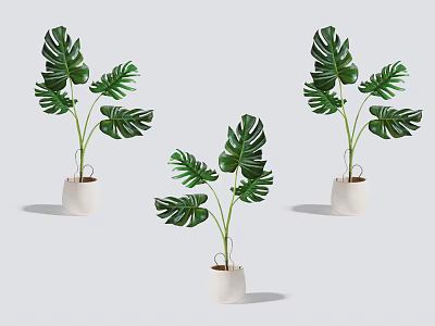 Potted Monstera Plants with Green Leaves in White Pots for Indoor Home Decoration 3d model