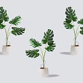 Potted Monstera Plants with Green Leaves in White Pots for Indoor Home Decoration
