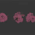 Three Slender Trees With Pink Flowers On White Background And Reflections