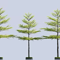 Terminalia microphylla Terminalia monphylla street tree array tree entrance tree 3d model