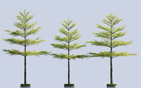Terminalia microphylla Terminalia monphylla street tree array tree entrance tree 3d model