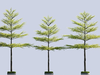 Terminalia microphylla Terminalia monphylla street tree array tree entrance tree 3d model