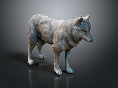 Gray Wolf 3D Model With Lifelike Gray Fur Standing On Dark Background 3d model