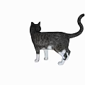 Gray And White Cat With Tabby Fur Standing On White Background