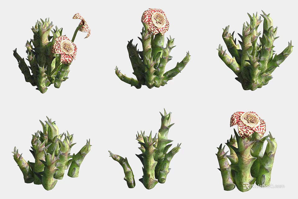 Beautiful Succulent Plants with Green Fleshy Stems and Patterned Flowers in Multiple Pots 3d model 
