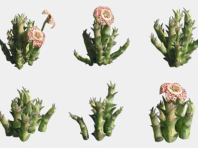 Beautiful Succulent Plants with Green Fleshy Stems and Patterned Flowers in Multiple Pots 3d model