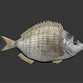 Striped Gray And White Aquatic Fish With Dorsal Fin Large Eyes And Slightly Open Mouth