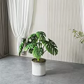 Indoor Potted Monstera Plant With White Textured Pot And Striped Wall White Curtains Gray Floor