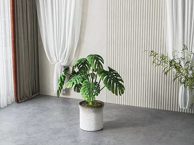 Indoor Potted Monstera Plant With White Textured Pot And Striped Wall White Curtains Gray Floor 3d model