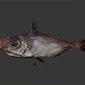 Vibrant Deep Sea Fish With Visible Organs Large Eyes Sharp Spines And Open Mouth