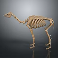 Camel Skeleton 3D Model Display With Detailed Bone Structure And Anatomical Features 3d model