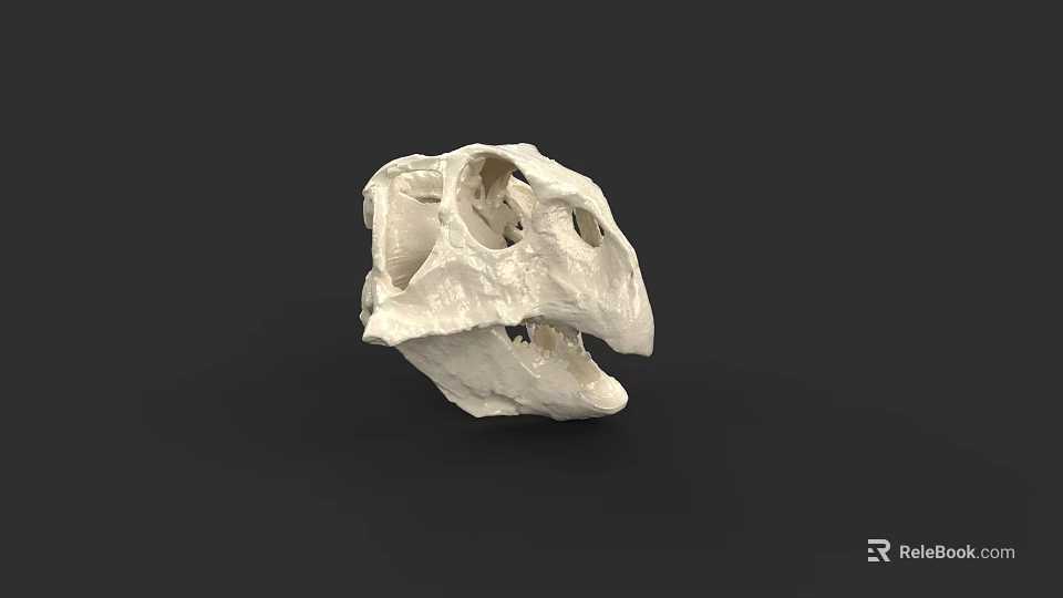 Reptile Skull Specimen With White Bone Structure On Black Background 3d model