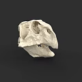 Reptile Skull Specimen With White Bone Structure On Black Background 3d model
