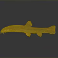 Spotted Freshwater Fish With Slender Body Whiskers And Gray Background Reflection