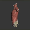 Detailed Human Body Muscle Anatomical Model Medical Device Showing Structure For Medical Education