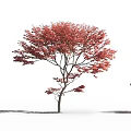 Tall Arbor Tree With Vibrant Red Leaves And Human Silhouette On White Background