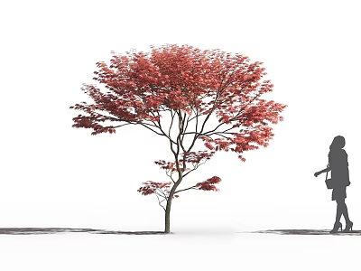 Tall Arbor Tree With Vibrant Red Leaves And Human Silhouette On White Background 3d model