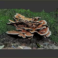 Orange Edible Mushroom Surrounded by Green Moss and Fallen Leaves