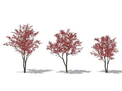 Three Arbor Trees with Red Leaves and Trunks Standing on White Background with Shadows 3d model
