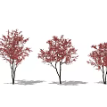 Three Arbor Trees with Red Leaves and Trunks Standing on White Background with Shadows 3d model