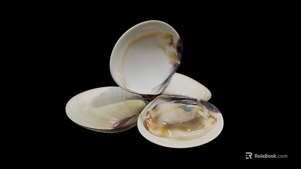 Aquatic Animals Shells Open and Closed Display on Black Background White Beige 3d model 