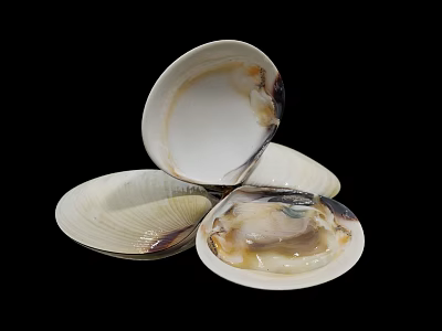 Aquatic Animals Shells Open and Closed Display on Black Background White Beige 3d model