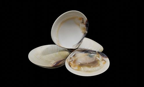 clam, flower shell, seafood, white shellfish, white clam 3d model