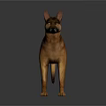 Brown And Tan Dog Standing On Dark Reflective Surface With Alert Ears And Muscular Build