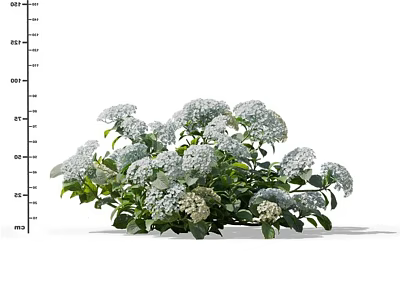 White Hydrangea Flowers With Green Leaves Blooming Lush And Fresh In Garden 3d model