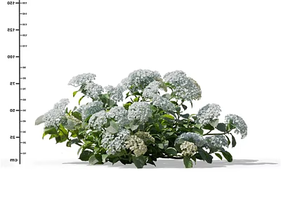 White Hydrangea Flowers With Green Leaves Blooming Lush And Fresh In Garden 3d model