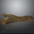 Brown Lizard Resting On Wooden Log Isolated On Dark Background 3d model