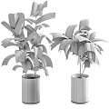 Lush Green Potted Plants in White Crackle Ceramic Pots with Vibrant Foliage