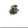 Blooming Vibrant Pink and Yellow Hydrangea Flowers with Lush Green Leaves