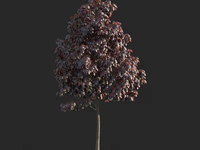 Purple Leaf Tree With Dense Foliage And Slender Trunk In Landscape 3d model