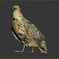 Bird Specimen with Brown Yellow Spotted Feathers Standing on Black Surface against Gray Gradient