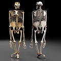 Anatomical Human Skeleton Models Front And Back View Detailed Structure