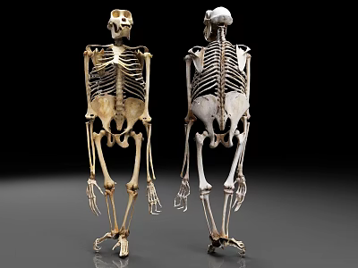 Anatomical Human Skeleton Models Front And Back View Detailed Structure 3d model