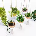 Hanging Basket Plants With Macrame Hangers And Leafy Greenery For Indoor Decor