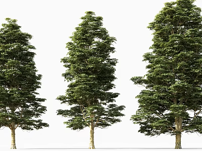 Three Arbor Trees With Lush Green Foliage Dense Canopies And Tall Straight Trunks 3d model