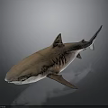 3D Rendered Shark Brown and Gray on Dark Background with Distinct Fins and Body Structure