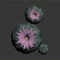 Decorative Indoor Cactus Plants With Purple Flowers Green Bodies And White Spots In Three Sizes