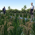 Rural Landscape With Rice Fields People On Pathway Palm Trees Green Trees And Blue Sky