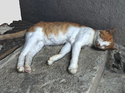 Orange and white cat sleeping peacefully on rough stone platform outdoors 3d model