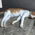 Orange and white cat sleeping peacefully on rough stone platform outdoors