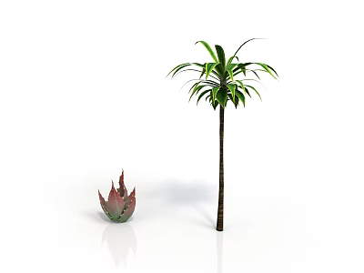 Tall Palm Tree With Green Leaves And Small Red Green Succulent Plant 3d model
