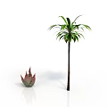 Tall Palm Tree With Green Leaves And Small Red Green Succulent Plant